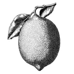Engraved illustration of a lemon with detailed texture and natural leaf, ideal for packaging design and tattoo inspiration