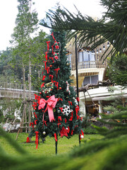 Christmas Tree On Beautiful Tropical Background, Thailand