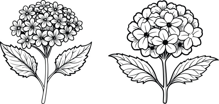 Set of outline Verbena or Argentinian verbena flower bunch in black isolated on transparent background.