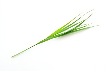 Fototapeta premium A single vibrant green blade of grass against a white surface