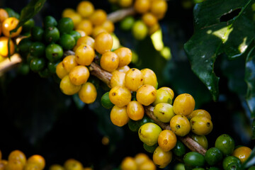 yellow Arabica coffee beans on a branch of coffee tree.