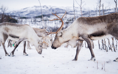 A group of reindeer grazes on a snowy Arctic landscape, with a stunning backdrop of snow-capped...