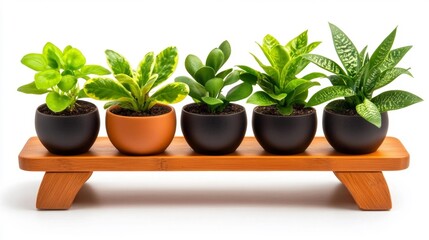 Obraz premium Five Different Potted Plants on Wooden Bench Isolated on White Background. Generative AI