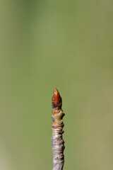 American sweetgum branch with bud