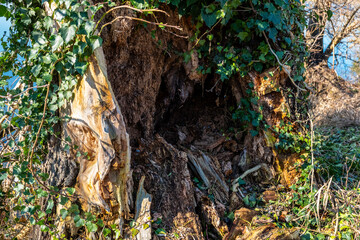 Old tree trunk hollowed out by time and nature shows signs of decay and growth in a serene outdoor setting