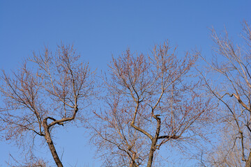 Silver maple branches with flowers