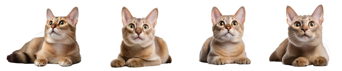 Obraz premium Four adorable cats with expressive faces, showcasing different poses and emotions.