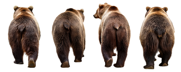 Four brown bears standing in a row, displaying their backs toward the viewer.