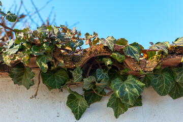 Ivy-covered roof tiles framed by a clear blue sky on a sunny day in early spring