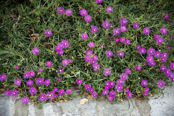 A vibrant cluster of purple ice plant flowers (Delosperma cooperi) in full bloom