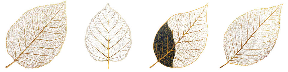 Obraz premium Elegant and intricate autumn foliage patterns featuring the delicate skeletal structures of leaves against a clean minimalist background These natural organic designs offer a simple
