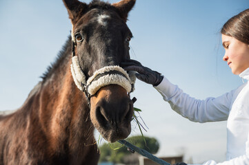 Young jockey gently petting horse's muzzle in sunny paddock