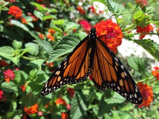 butterfly on flower