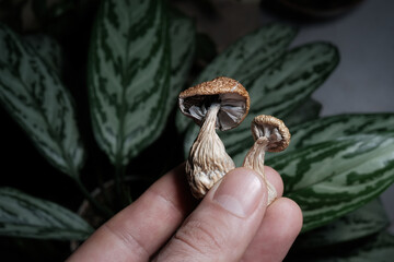 Psilocybin psychedelic mushrooms in man's hand on green aglaonema leaves background. Micro-dosing concept