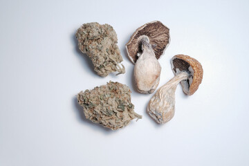 Psilocybin mushrooms and marijuana buds on white background. Psychedelic shrooms and cannabis flowers close up. Microdosing for alternative recreation therapy. Pain and stress relief.