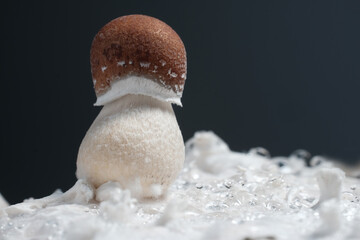 Beautiful mushroom close-up. Psychedelic psilocybin Thai strain on mycelium block. Fresh Psilocybe Cubensis shroom on black background, macro view.