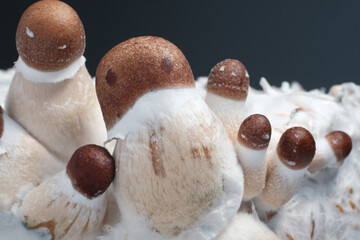 Mushroom family close-up, indoor grow. Psychedelic psilocybin mushrooms Thai strain on mycelium block. Psilocybe Cubensis raw shrooms on gray background. Microdosing concept