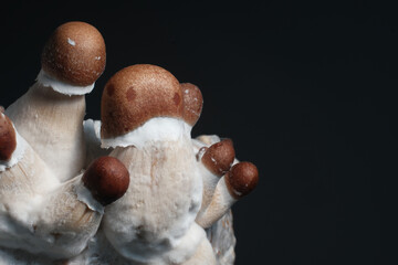 Mushroom family close-up, indoor grow. Psychedelic psilocybin mushrooms Thai strain on mycelium block. Psilocybe Cubensis raw shrooms on black background. Micro-dosing concept