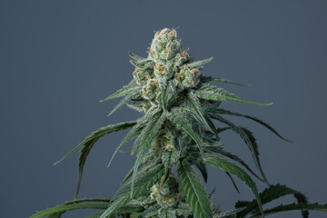Blooming cannabis bush close-up. Fresh plant Sunset Sherbet on grey background. Herbal medicine layout. Medical hemp recreation, microdosing concept. Indoor home growing
