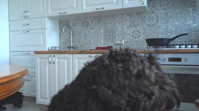 Two dogs came into the kitchen and sniffed the raw meat on the table. The hungry dog is hesitant and interested.
