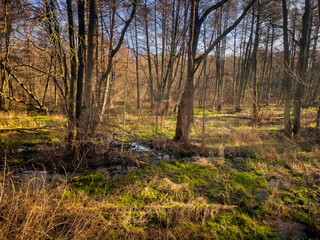 Sunlight filters through the trees illuminating a lush swamp area Grasses and moss thrive amidst the still water creating a serene peaceful environment