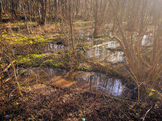 Sunlight filters through the trees illuminating a lush swamp area Grasses and moss thrive amidst the still water creating a serene peaceful environment
