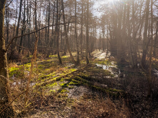 Sunlight filters through the trees illuminating a lush swamp area Grasses and moss thrive amidst the still water creating a serene peaceful environment