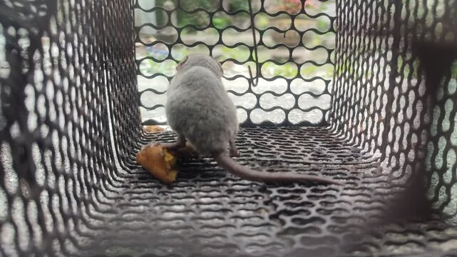 A rat is trapped in a cage, struggling to escape. It moves around, searching for a way out, highlighting the tension and survival instincts of small creatures in captivity.
