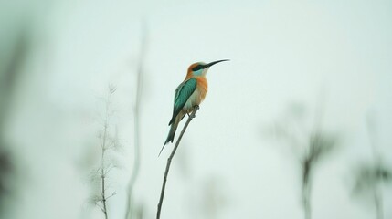 Obraz premium Small colorful bird perched on a branch.
