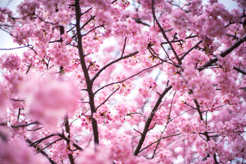 満開の河津桜