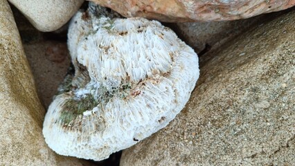 mushrooms on a wooden board