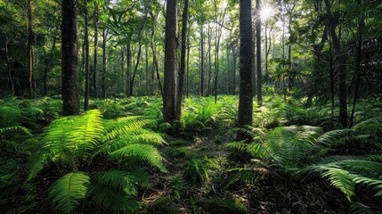 Sunlit ferns in a lush green forest.
