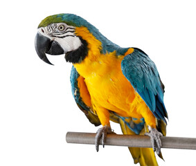 Blue and Gold Macaw bird. Colorful flying parrot isolated. Scarlet Macaw, Parrot