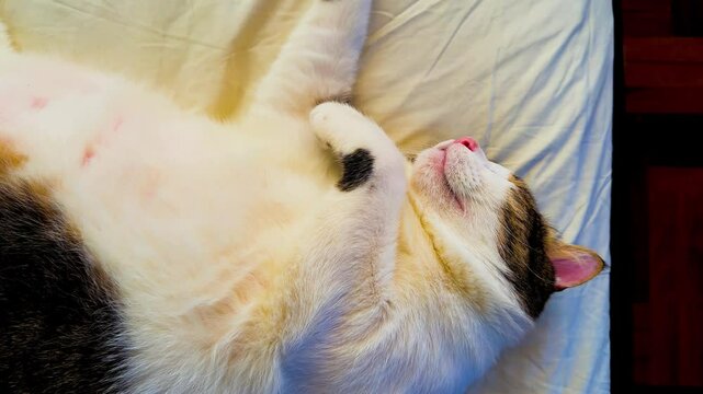 A cat sleeps in front of the TV with the TV light shining on it. Tabby. Calico. Close up. Fur. 4K