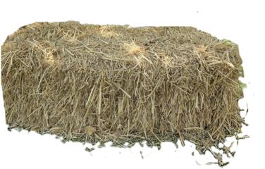 stack of bale hay straw isolate on white background
