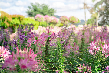 Obraz premium Vibrant Flower Garden with Pink and Purple Blooms