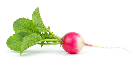 Fresh radish with leaves on white background  