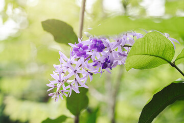 Purple Wreath Flowers (Petrea volubilis) in Lush Greenery