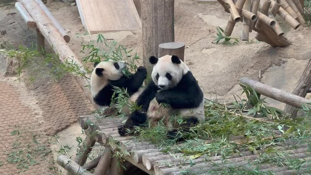 Panda family is eating bamboo at the zoo.