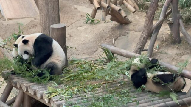 Panda family is eating bamboo at the zoo.