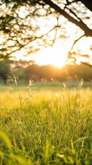 Golden Hour Sunset Nature Landscape Peaceful Grass Field