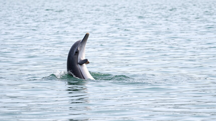 Fototapeta premium dolphins jumping out of the water