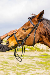 Human hand on horse muzzle close up, horse riding