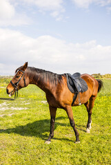 Brown horse on a green meadow with a blue sky in the background