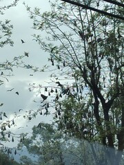 reflection of trees in water