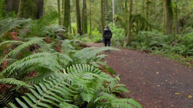 Woman walking through lush coastal rainforest, West Coast, ecosystem, nature, British Columbia, Vancouver Island. 4K 24FPS