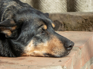 Close-Up of Resting Black and Brown Dog on Brick Stairs in Sunlight