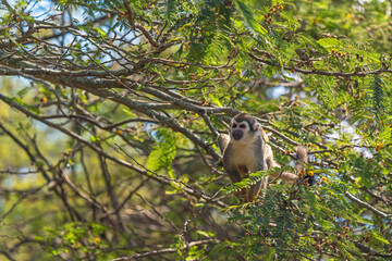 Squirrel Monkey (Saimiri) portrait in Amazon River rainforest canopy, Yasuni national park, Ecuador.