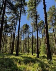 Fototapeta premium Tranquil Forest Stream with Grass and Sunlit Trees at Sunset, Beautiful Nature Landscape