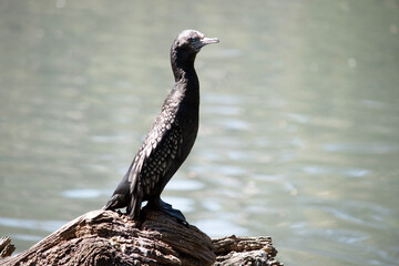 the little black cormorant is standing on driftwood
